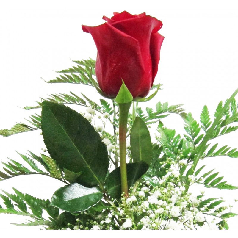 ROSA INDIVIDUAL